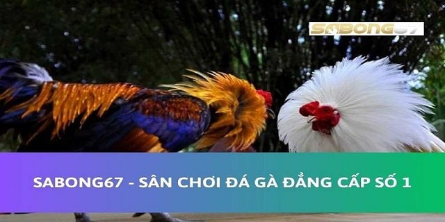 SABONG67 tuyển dụng vị trí video editor