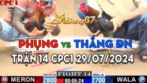 Trận 14 CPC1 29/07/2024 - Gà Anh Thắng Đồng Nai Đâm Toàn Cựa Hiểm