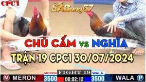 Trận 19 CPC1 30/07/2024 - Mỹ Liều Nài Gà Bị Dí Bạc Ăn 1 Và Cái Kết