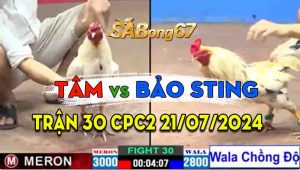 Trận 30 CPC2 21/07/2024 - Gà Bảo Sting Chồng Độ Kém Hơn 2 Chấm Vẫn Múc