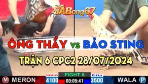 Trận 6 CPC2 28/07/2024 - Gà Bảo Sting Kém 6 Chấm Mà Đá Bao Thấm