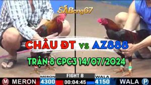 Trận 8 CPC3 14/07/2024 - Gà Anh Châu Đồng Tháp Đá 1 Chân Có Kết Quả