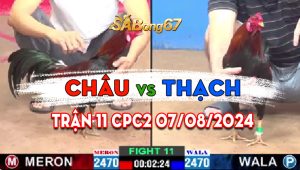 Trận 11 CPC2 07082024 - Gà Anh Châu Kết Liễu Gà Anh Thạch Chỉ 1 Cựa