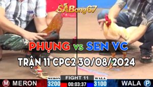 Trận 11 CPC2 30/08/2024 - Sen Vĩnh Châu Thắng Gọn Phụng Đồng Nai