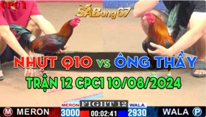 Trận 12 CPC1 10/08/2024 - Gà Ông Thầy Canh Đá 1 Cựa Có Kết Quả