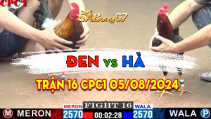 Trận 16 CPC1 05/08/2024 - Mẻ Gà Anh Đen Tải Cựa Quá Tốt