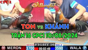 Trận 16 CPC1 10/08/2024 - Gà Anh Ton Đá Như 1 Sát Thủ