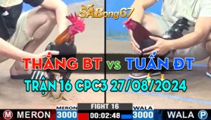 Trận 16 CPC3 27/08/2024 - Gà Anh Thắng Bến Tre Nạp 1 Chân Chí Mạng