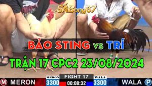 Trận 17 CPC2 23/08/2024 - Bảo Sting Không Chịu Nổi Gà Cọp Của Anh Trí