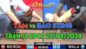 Trận 18 CPC2 23/08/2024 - Gà Bảo Sting Đá Gà Anh Tâm Lên Bờ Xuống Ruộng