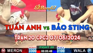 Trận 20 CPC2 07/08/2024 - Gà Tuấn Anh Nạp 1 Chân Gà Bảo Sting Cúp Điện