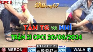 Trận 21 CPC1 20/08/2024 - Gà Anh Nhí Hạ Đẹp Gà Anh Tân Tiền Giang