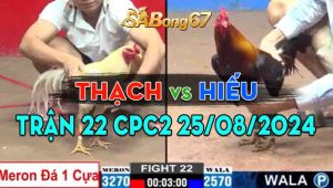 Trận 22 CPC2 25/08/2024 - Gà Anh Thạch Đá 1 Cựa Hạ Đẹp Anh Hiếu