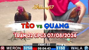 Trận 22 CPC3 07/08/2024 - Gà Anh Quang Hạ Đẹp Gà Anh Tèo Bảo Lộc