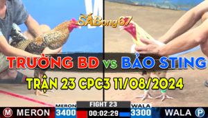 Trận 23 CPC3 11/08/2024 - Gà Trường Bình Dương Đá Gà Bảo Sting Tới Tang