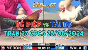 Trận 23 CPC3 25/08/2024 - Gà Anh Bé Điệp Nạp 1 Cước Có kết Quả