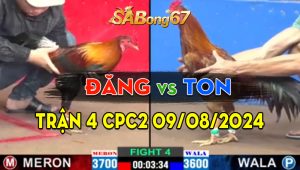 Trận 4 CPC2 09/08/2024 - Gà Anh Đăng Hạ Anh Ton Với 3 Chân Cựa