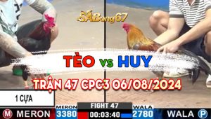 Trận 47 CPC3 06/08/2024 - Gà Anh Tèo 1 Cựa, Đá Anh Huy Thở Không Nổi