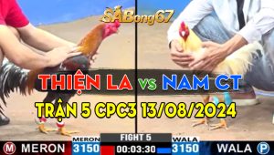 Trận 5 CPC3 13/08/2024 - Gà Anh Nam Cần Thơ Tải Cựa Quá Hay