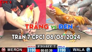 Trận 7 CPC3 08/08/2024 - Anh Đen Đá Cho Anh Trắng Bay Màu