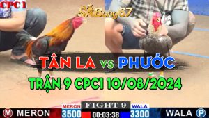 Trận 9 CPC1 10/08/2024 - Gà Anh Phước Hạ Đẹp Gà Anh Tân Long An