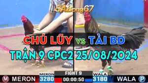 Trận 9 CPC3 25/08/2024 - Gà Chú Lũy Nay Đá Quá Hừng