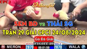 Trận Giải 29 CPC1 24/08/2024 - Gà Anh Sen Bình Dương Nuốt Ói Thắng Ngược