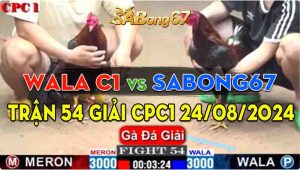 Trận Giải 54 CPC1 24/08/2024 - Sabong67 Thắng Trận Thứ 5, Đoạt 15 Điểm