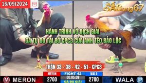 HÀNH TRÌNH VÔ ĐỊCH GIẢI GÀ TỰ DO TẠI BỒ CPC3 GỌI TÊN ANH TÈO BẢO LỘC