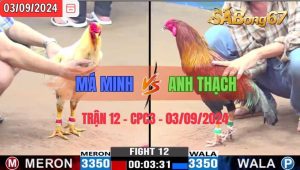 Trận 12 CPC3 03/09/2024 Anh Má Minh Đá Xổ Anh Thạch