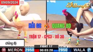 Trận 17 CPC3 09/09/2024 Anh Hải GC Đá Xổ Anh Quang BD