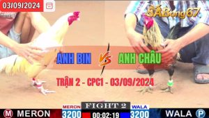 Trận 2 CPC1 03/09/2024 Anh Bin Đá Xổ Anh Châu