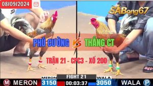 Trận 21 CPC3 08/09/2024 Anh Phú Cường Đá Xổ Anh Thắng CT