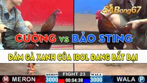 Trận 23 CPC2 25/09/2024 - Gà Xám Của Bảo Sting Bất Bại Tại C2