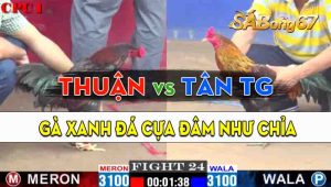 Trận 24 CPC1 30/09/2024 - Gà Anh Tân Tiền Giang Đá Cựa Đâm Như Chỉa