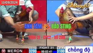 Trận 31 CPC2 11/09/2024 Anh Tám Đá Xổ Anh Bảo Sting