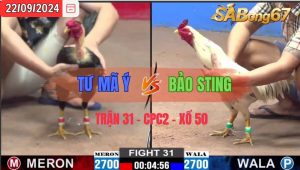 Trận 31 CPC2 22/09/2024: Anh Tư Mã Ý Vs Anh Bảo Sting, Hạng cân 2700-2700, Đồng xổ 50, Đúng tên anh Tư Mã Ý chơi toàn gà linh