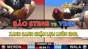 Trận 33 CPC2 27/09/2024 - Gà Anh Vinh Canh Chặn Hạ Anh Bảo Sting