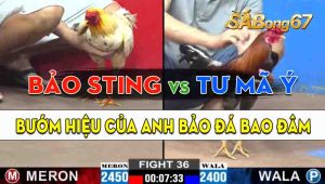 Trận 36 CPC2 25/09/2024 - Anh Bảo Sting Làm Thịt Anh Tư Mã Ý