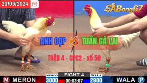 Trận 4 CPC2 20/09/2024 Anh Cọp Đá Xổ Anh Tuấn Gà Lai