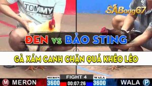 Trận 4 CPC2 25/09/2024 - Gà Anh Bảo Sting Đá Anh Đen Không Có Cửa Ra