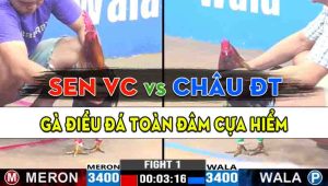 Trận 1 CPC3 25/10/2024 - Anh Sen Vĩnh Châu Bị Hạ Bở Anh Châu Đồng Tháp