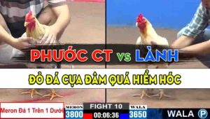 Trận 10 CPC2 13/10/2024 - Gà Anh Phước Cần Thơ Đá Cựa Quá Hiểm Hóc