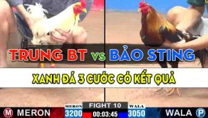 Trận 10 CPC2 15/10/2024 - Anh Bảo Sting Cho Mẽ Gà Hiệu Ra Sân