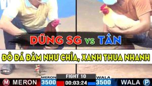 Trận 10 CPC3 12/10/2024 - Gà Anh Dũng Sài Gòn Đá Đâm Như Chỉa