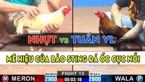 Trận 13 CPC2 30/10/2024 - Gà Anh Bảo Sting Có Chân Xạo Lờ Đẳng Cấp