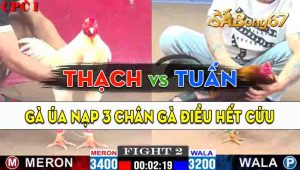 Trận 2 CPC1 08/10/2024 - Gà Anh Thạch Đá Gà Anh Tuấn Hết Đường Cứu