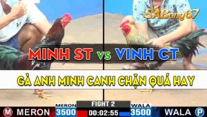 Trận 2 CPC3 01/10/2024 - Gà Anh Minh Sóc Trăng Đá Canh Chặn Quá Tốt