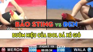 Trận 20 CPC2 11/10/2024 - Gà Bướm Hiệu Bảo Sting Đá Xé Gió