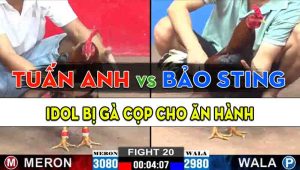 Trận 20 CPC2 15/10/2024 - Anh Tuấn Anh Hạ Đẹp Anh Bảo Sting